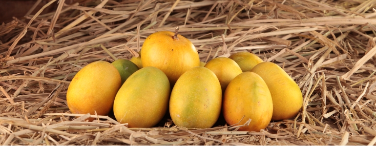 Fresh Devgad Alphonso Mango