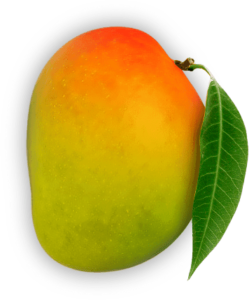 Original Alphonso Mango