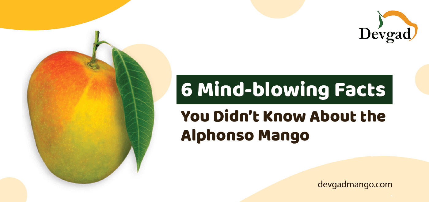 facts about alphonso mango