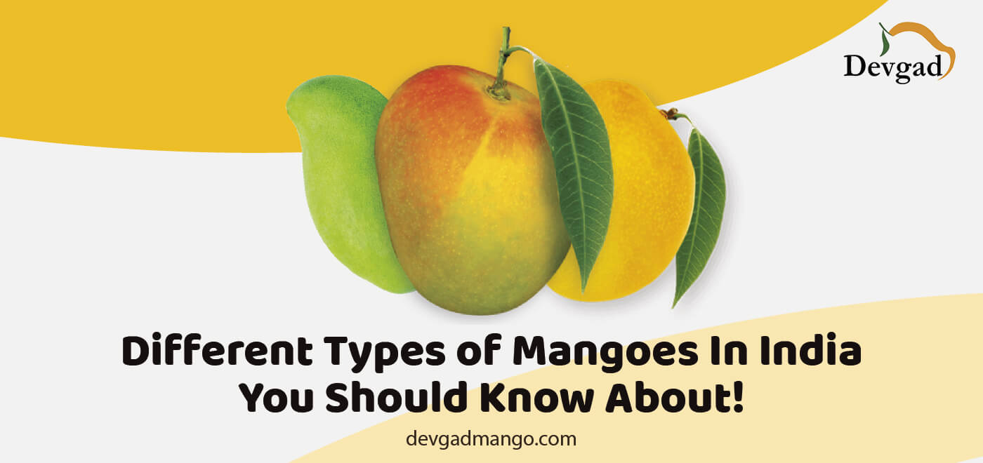 types of mangoes in india